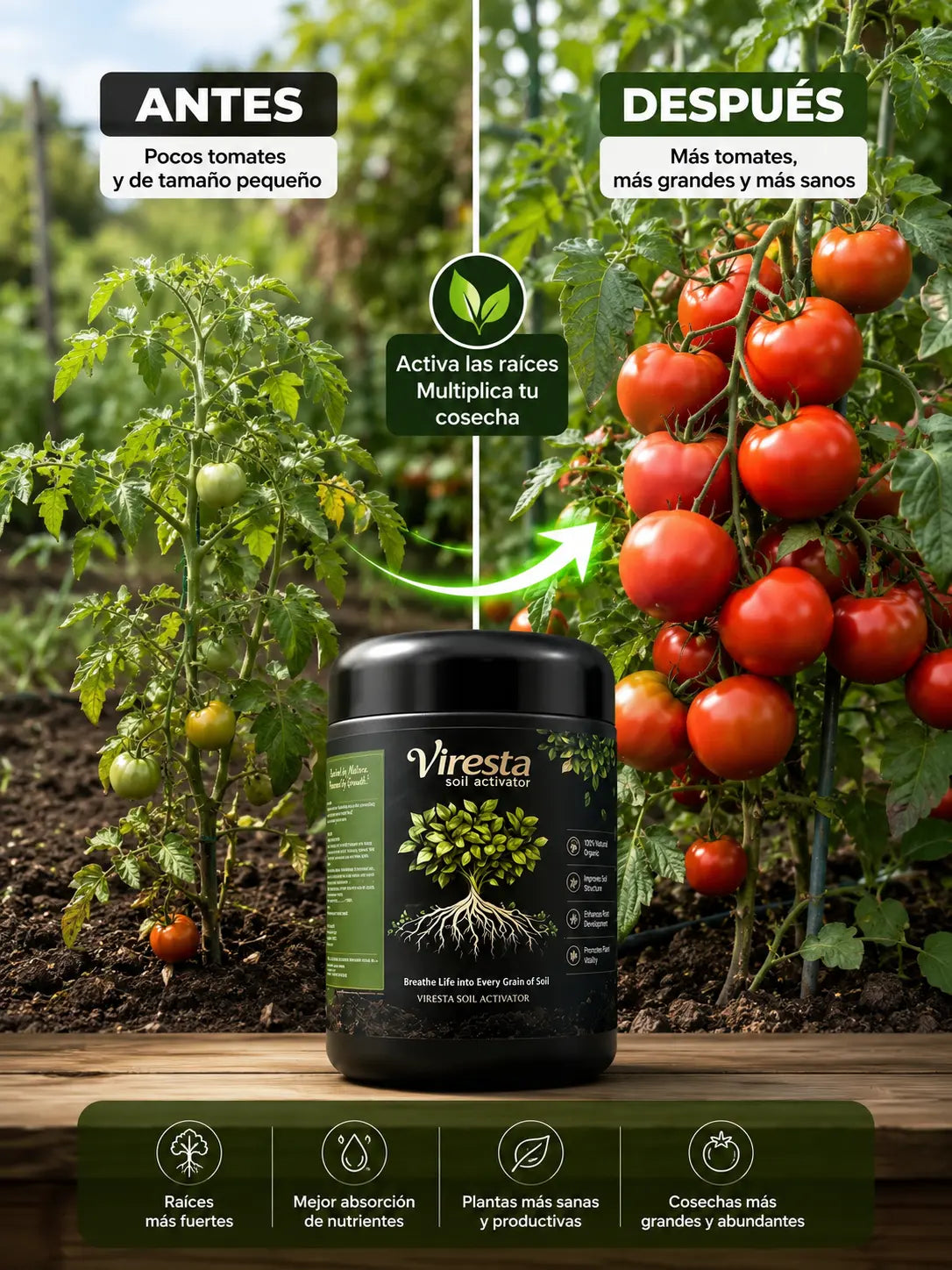 Comparison of two tomato plants: on the left, few small green tomatoes; on the right, clusters of large, abundant red tomatoes
